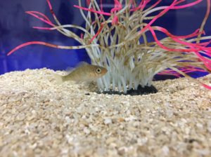 防波堤にいるメバルを飼育してみよう 根魚の成長速度は