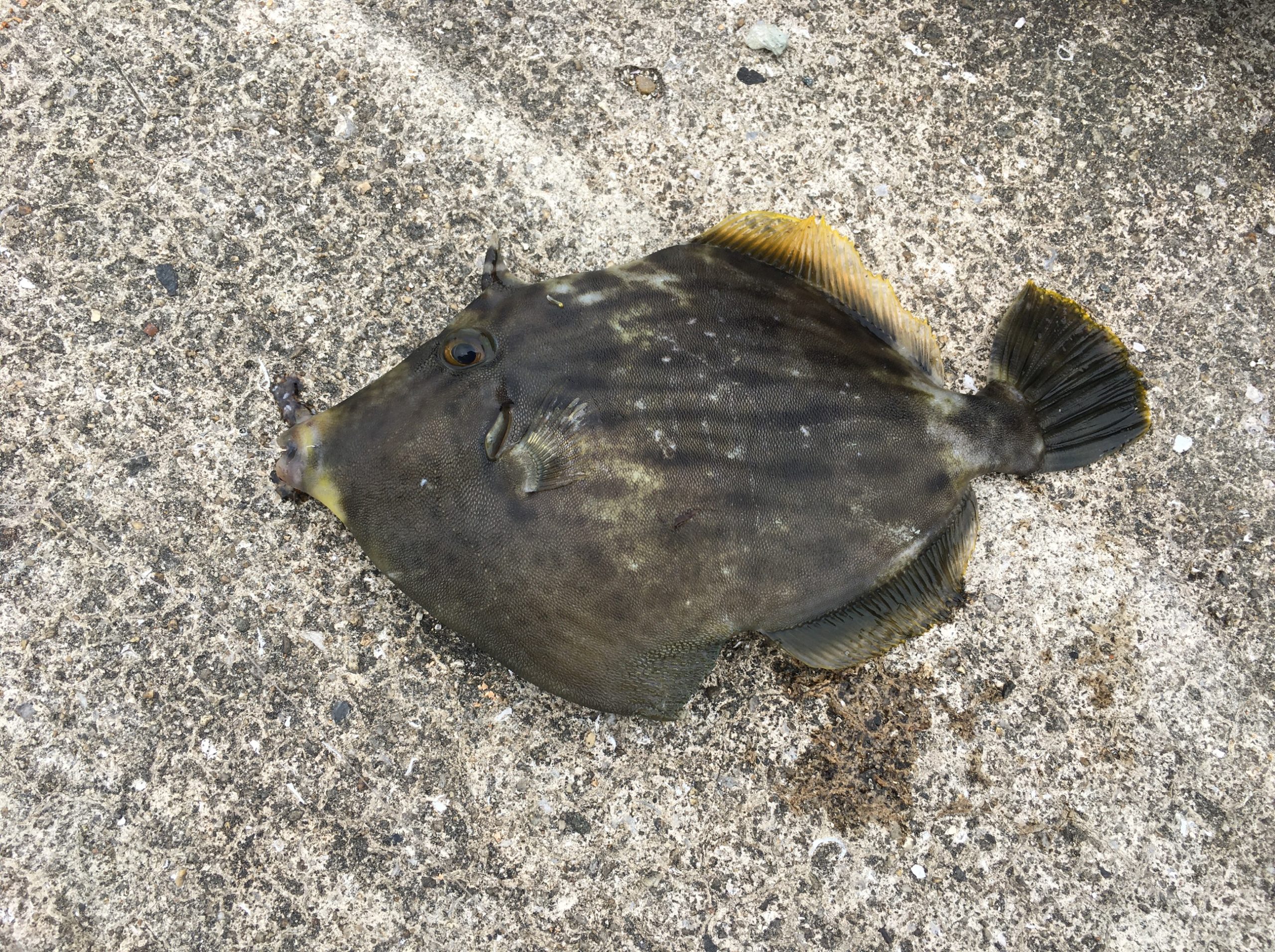 東二見でカワハギ釣り 魚種豊富で五目釣りも超簡単