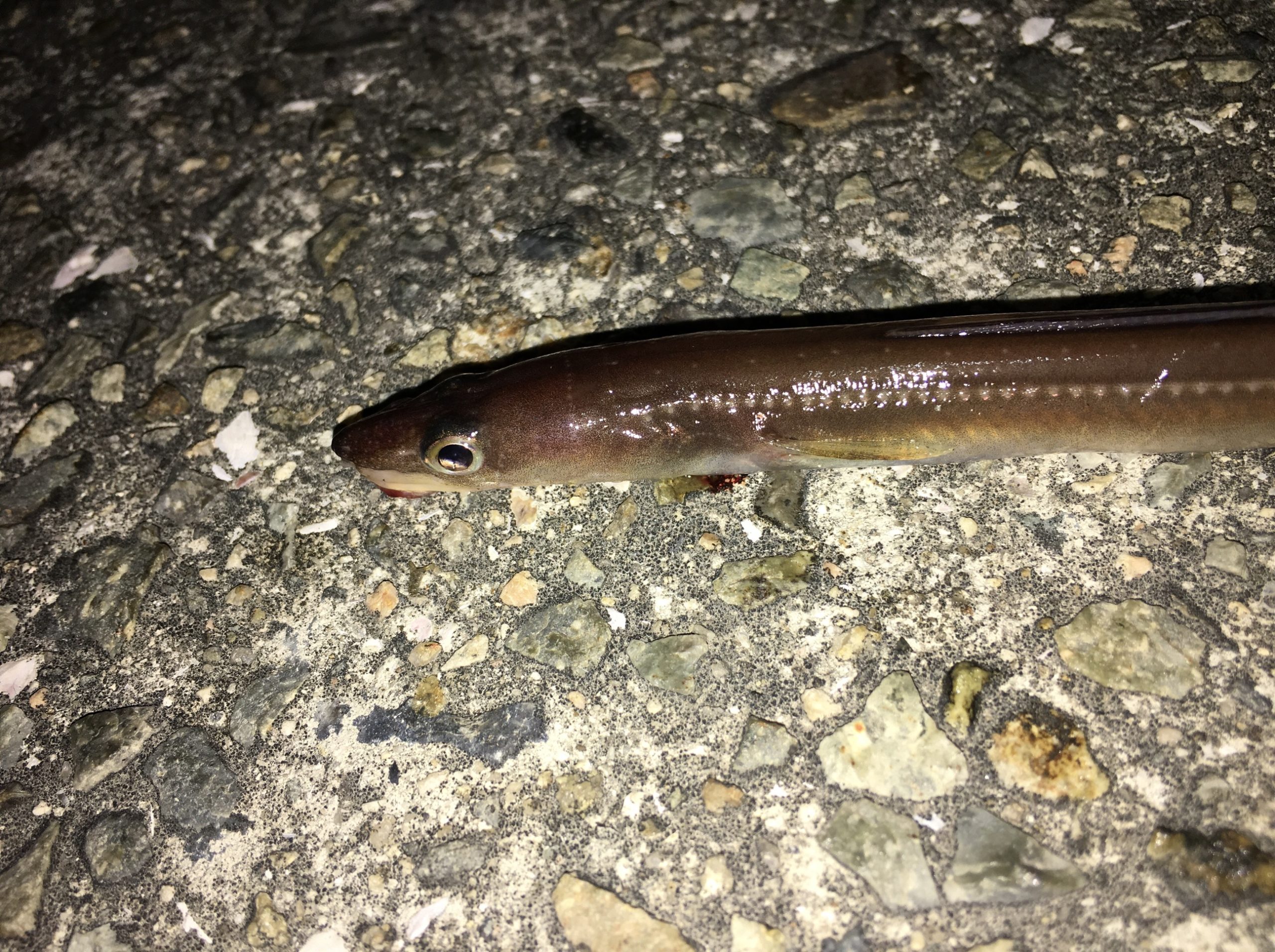 爆釣 明石でアナゴ釣り 秋でも釣れるんだなこれが