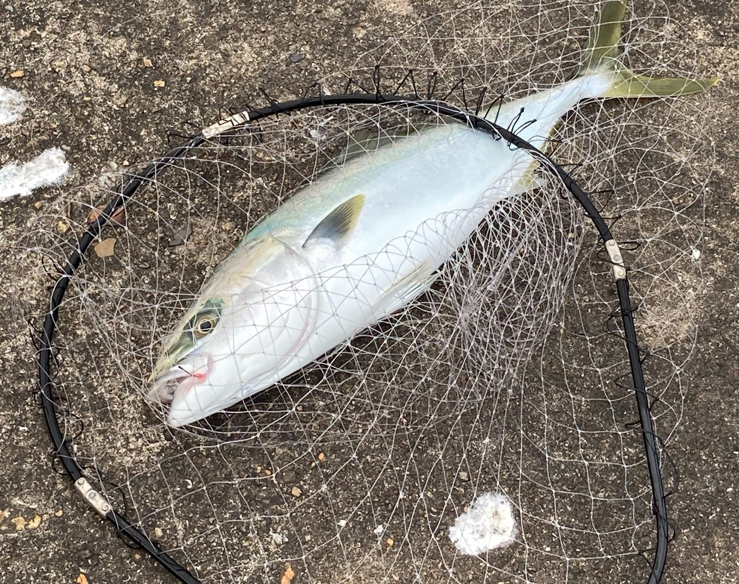 東二見人工島で飲ませ釣り アジを餌にハマチをゲットだぜ