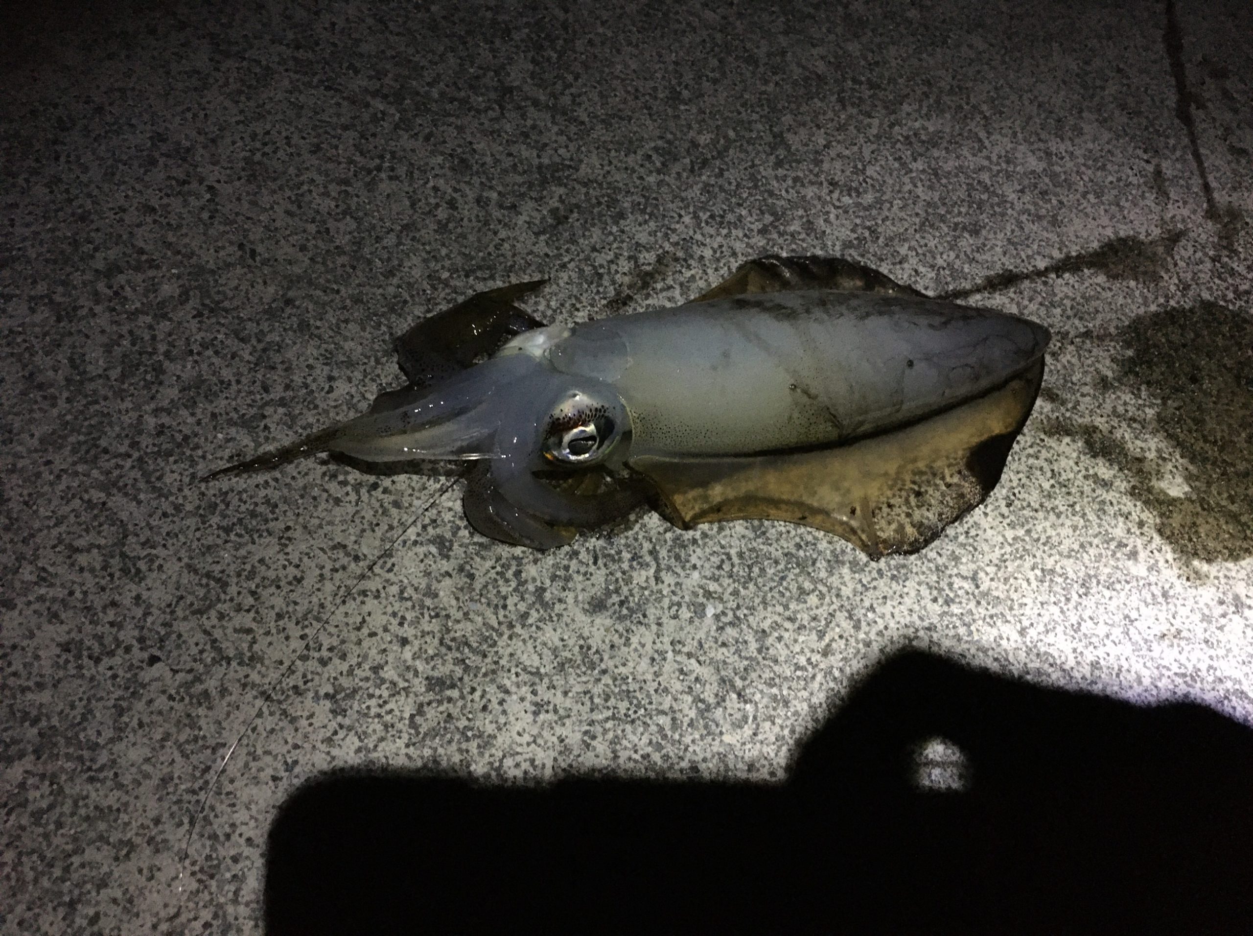 東二見で巨大ガシラ アオリイカ まさかのシラサエビで釣れる