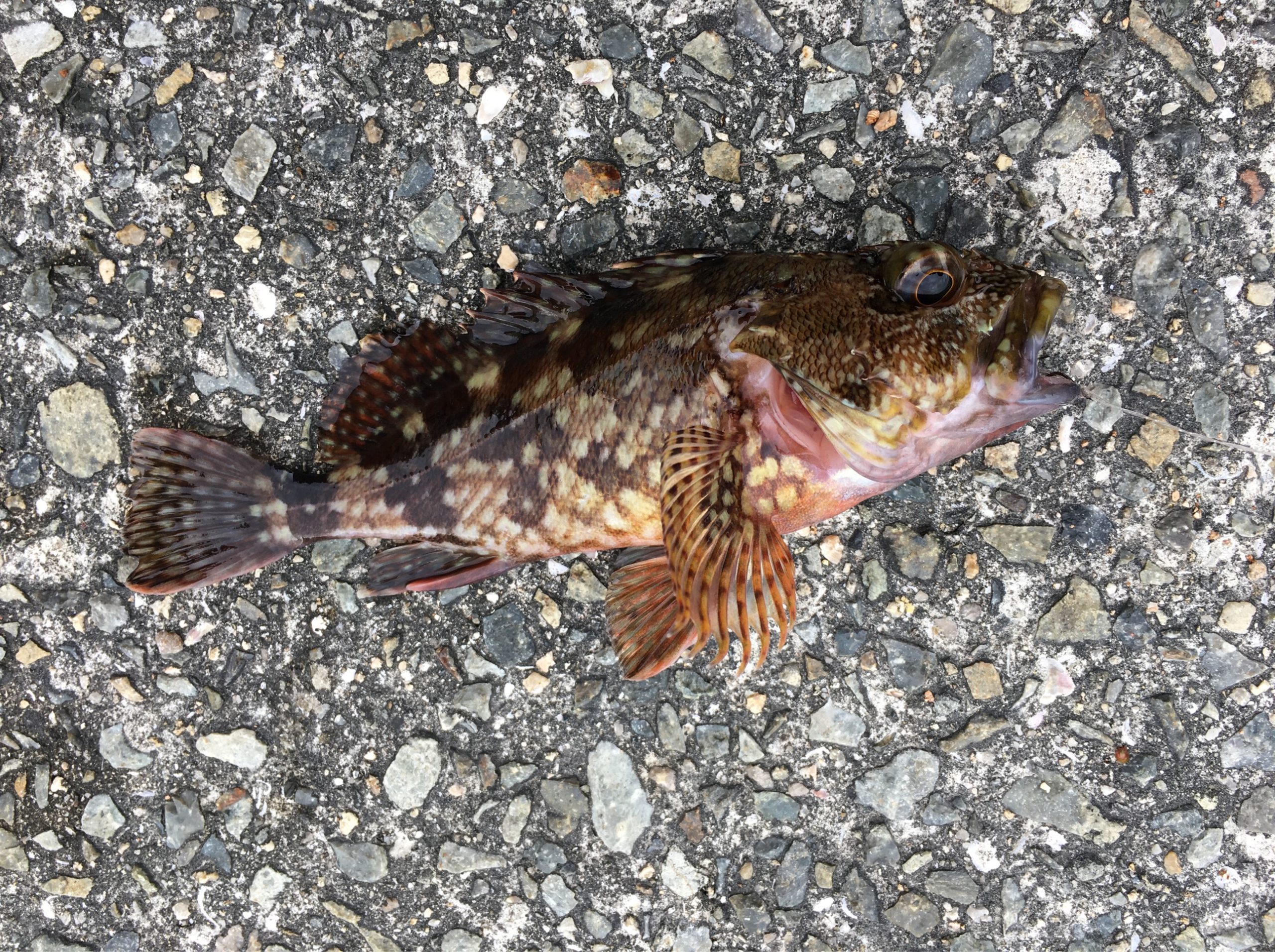 本荘人工島で探り釣り 12月の根魚調査 餌取り多すぎ注意