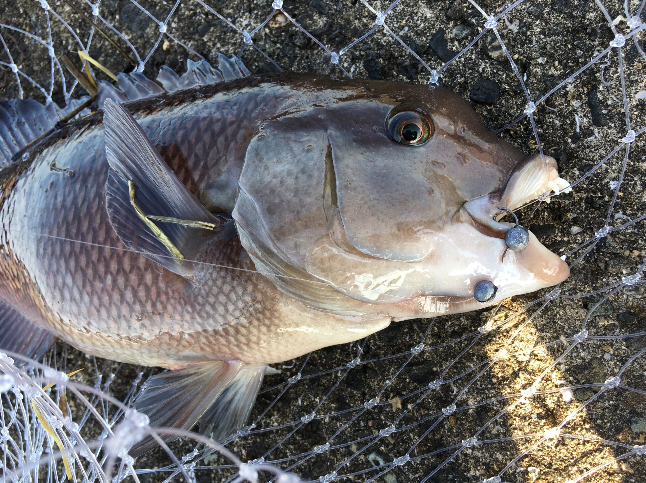 草部渡船 本荘ケーソンでヘチ釣り チヌとコブダイが岩カニで釣れる