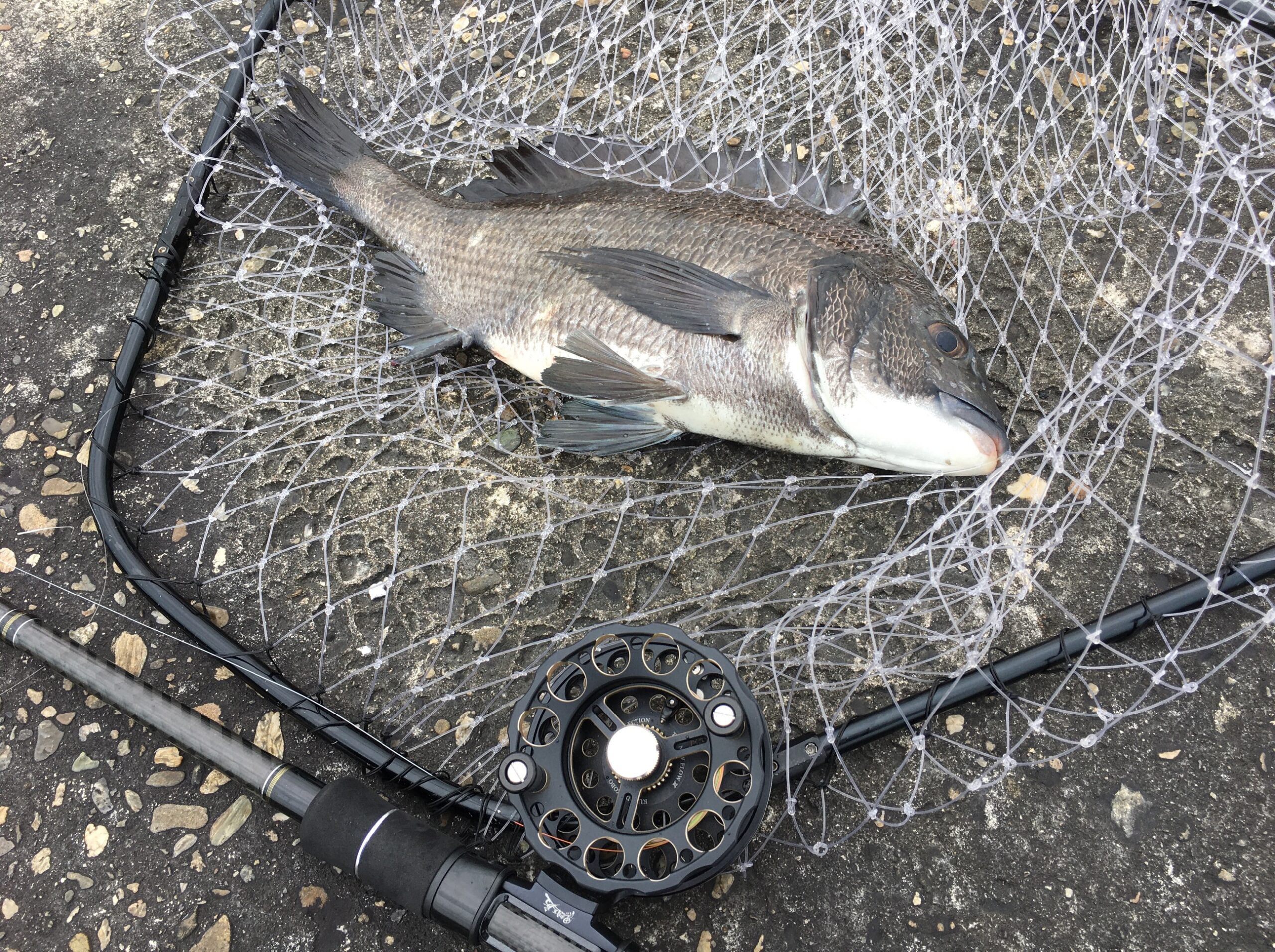 ヘチ釣り 日の出渡船で姫路の沖波止へ チヌの宝庫は伊達じゃない