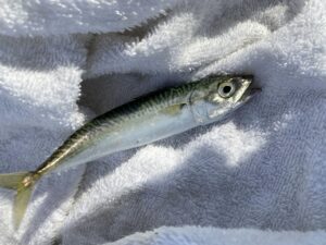 明石サビキ釣り21 夏本番でサバ回遊が好調 アジもサイズアップし食べ頃