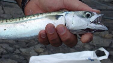 明石釣り 大蔵海岸で大サバ好調 釣れる仕掛けや餌を紹介 大混雑でも夏の夜はサバゲーだ