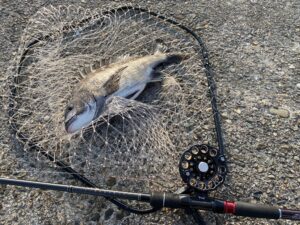 ヘチ釣り 夜だと釣れない アタリは 餌やオモリを工夫してチヌを釣り上げろ