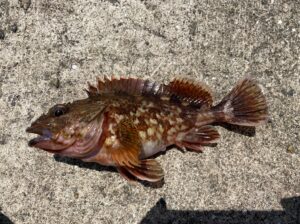 カサゴ飼育 成長速度は1年で何cm ゆっくり成長するから飼育しやすい