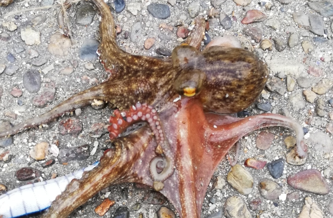 明石 防波堤でタコ釣り 仕掛け次第で足元でも釣れるんだなぁこれが