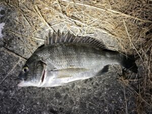 ヘチ釣り 夜だと釣れない アタリは 餌やオモリを工夫してチヌを釣り上げろ