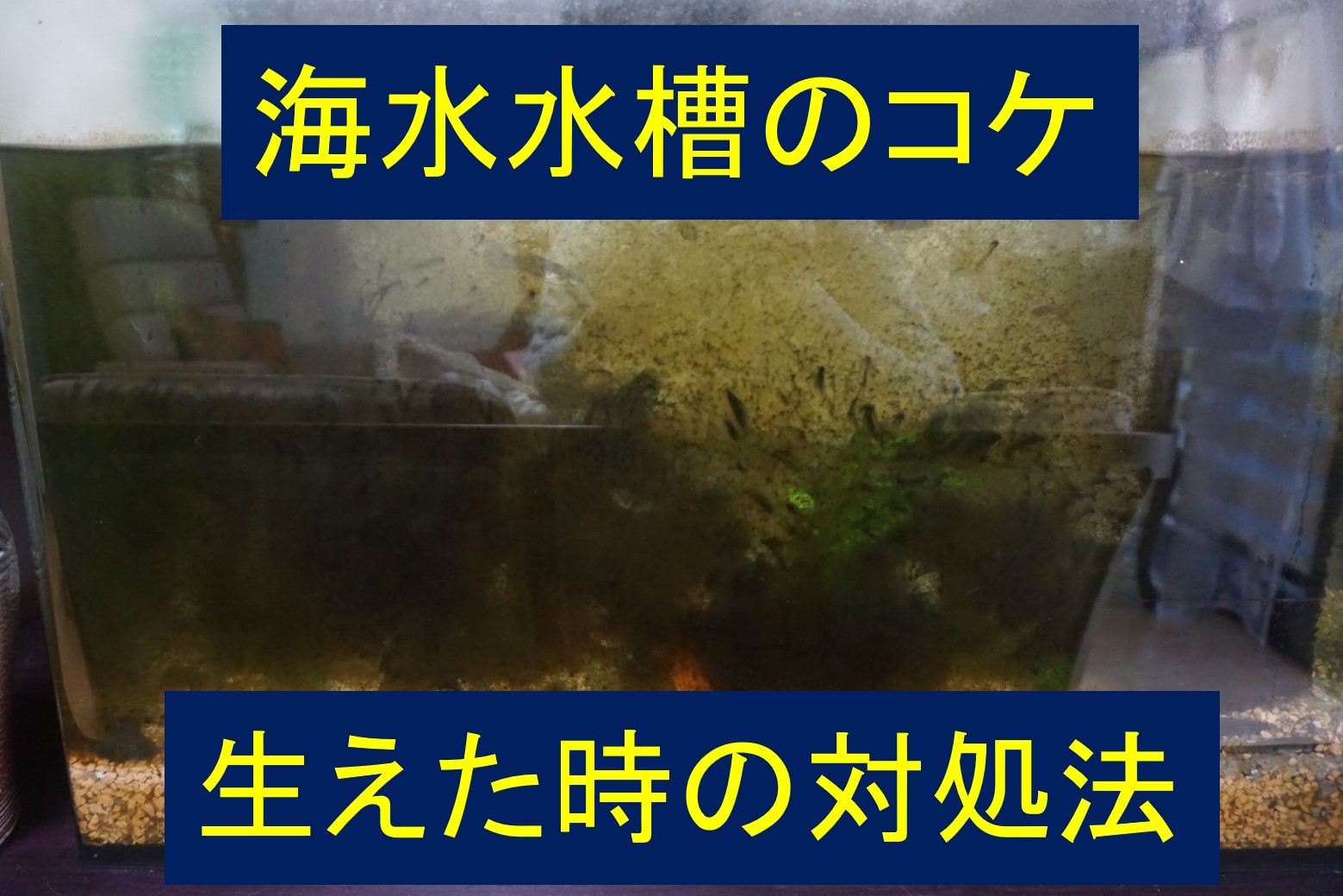 海水水槽 茶ゴケの原因は何 対策とコケ取り生体の導入について